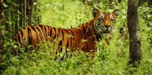 Chitwan 1 Night 2 Days Program