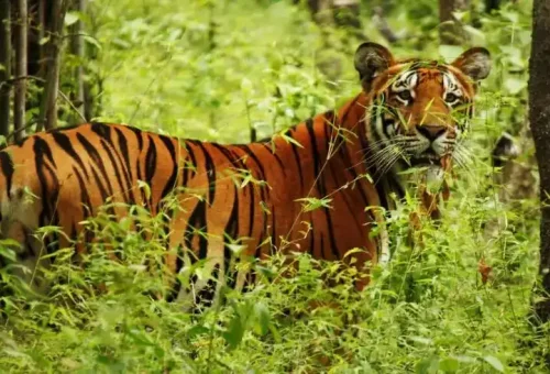 Chitwan-1-Night-2-Days-Program