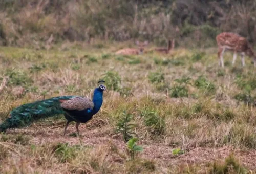 peacock-bardiya
