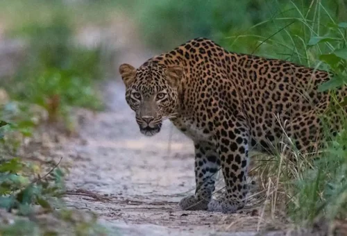 leopard-bardiya