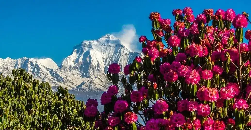 trekking-in-nepal-in-march-1035x540-1