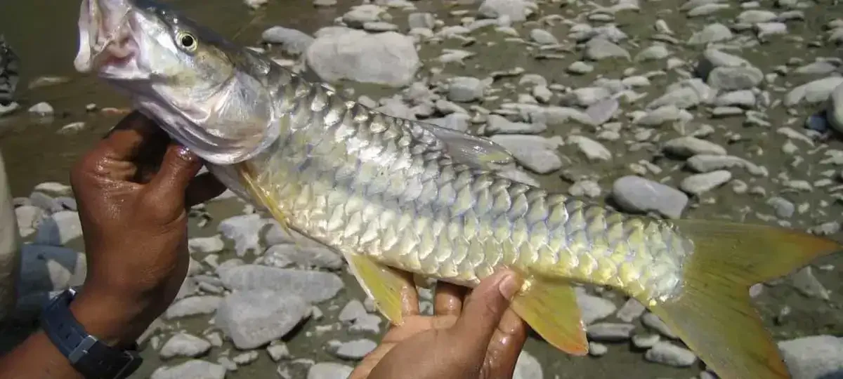 Best-Places-for-fishing-in-Nepal-1-1200x540-1