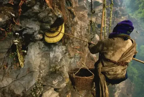 Honey-HUnting-In-Nepal-990x490-1