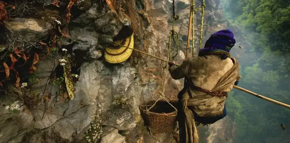 Honey HUnting In Nepal 990x490 1