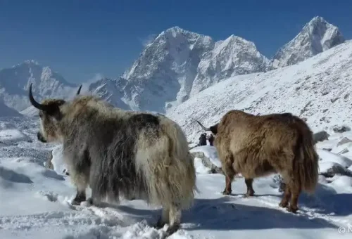 YAK-at-EBC-Trails