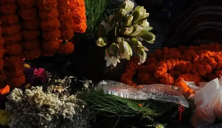 Flower In Kathmandu