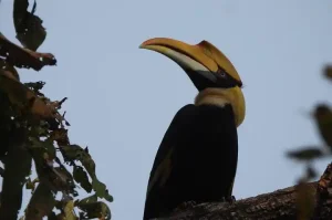 Bardia National Park   Bird