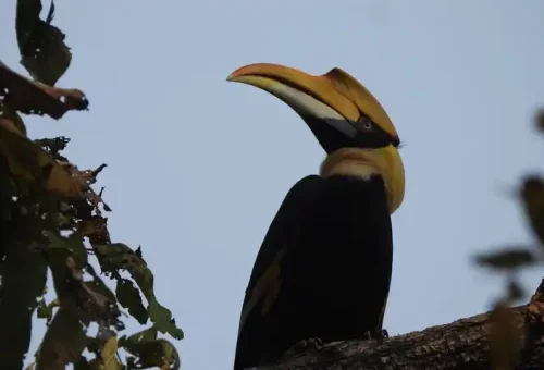 Bardia National Park - Bird