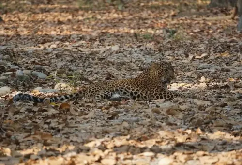 Bardia National Park - Jaguar