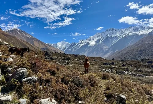 horses langtang