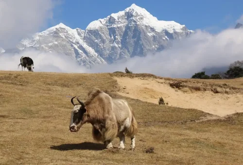 ebc yak