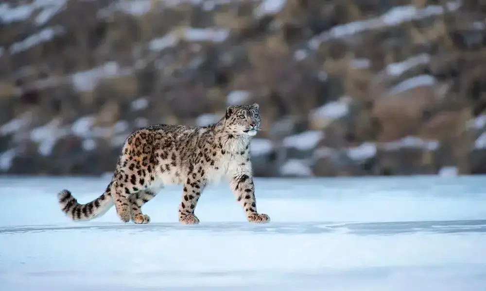Snow Leopard