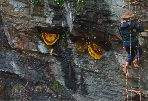 Mad Honey In Nepal