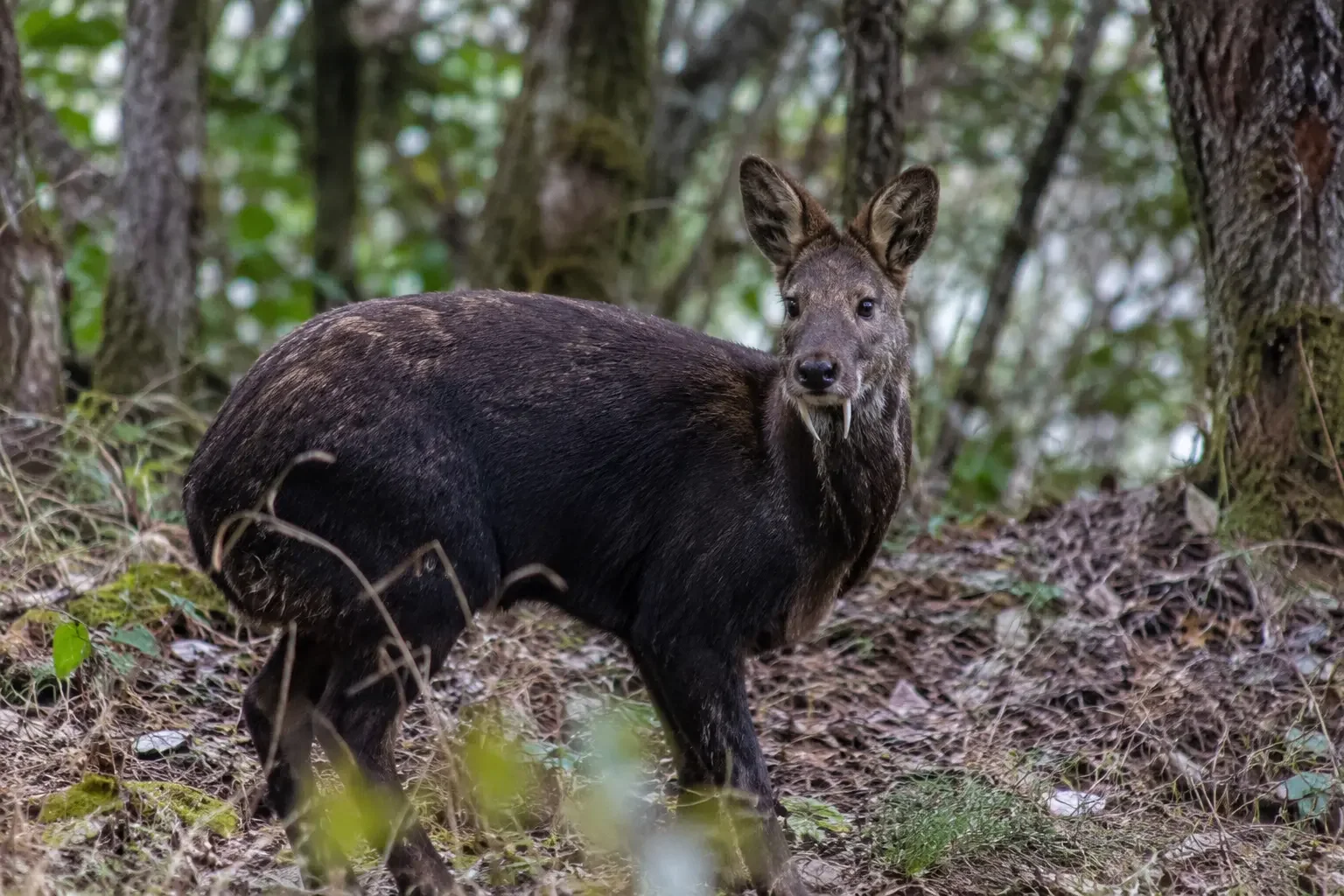 Himalayan Musk Deer