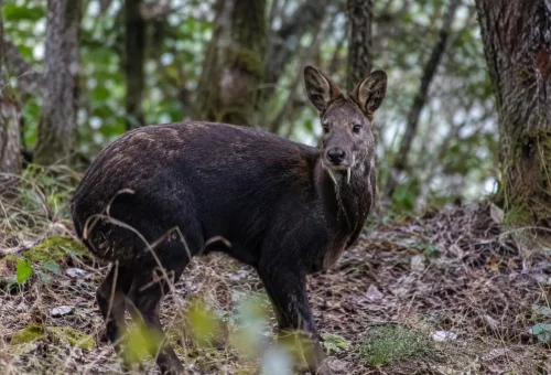 Himalayan Musk Deer