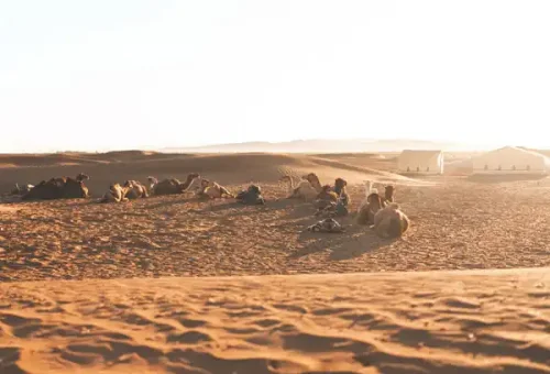 Sahara-desert-zagora-tour