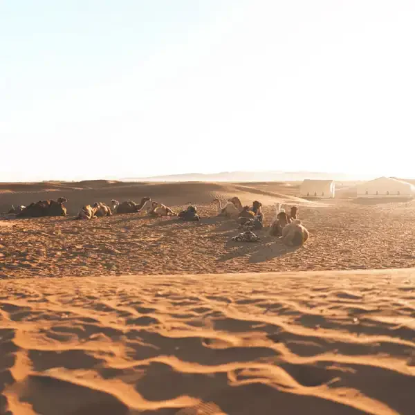 Sahara Desert Zagora Tour