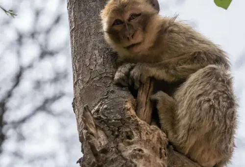 Ouzoud-waterfalls-excursion-from-marrakech