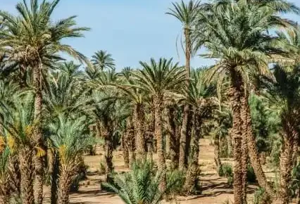 Morocco-sahara-desert-trips-to-zagora