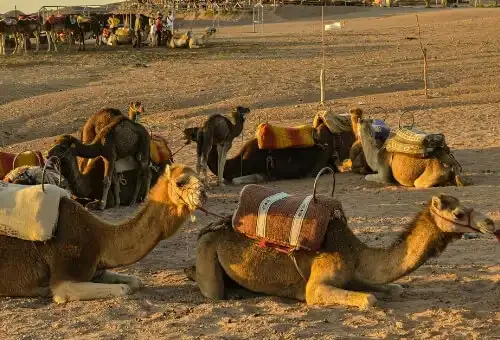 camel-ride-agafay-desert-marrakech