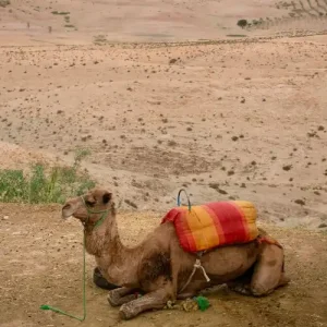 Agafay Desert Camel Ride From Marrakech