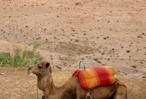agafay-desert-camel-ride-from-marrakech
