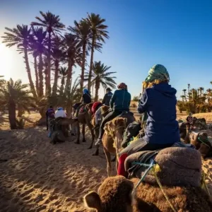 Palmeraie Marrakech Camel Riding
