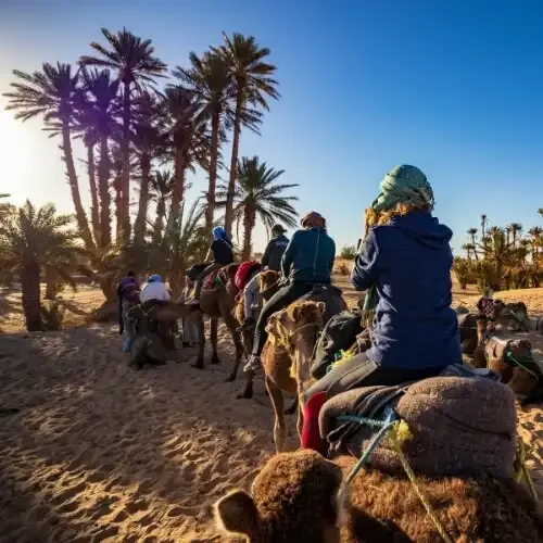Palmeraie Marrakech Camel Riding