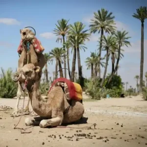 Marrakech Camel Ride In The Palmeraie