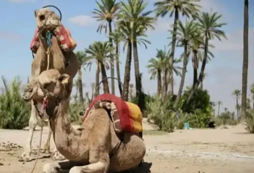 marrakech-camel-ride-in-the-palmeraie