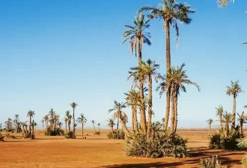 palmeraie-marrakech-morocco