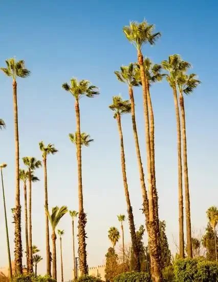 things-to-do-in-palmeraie-marrakech